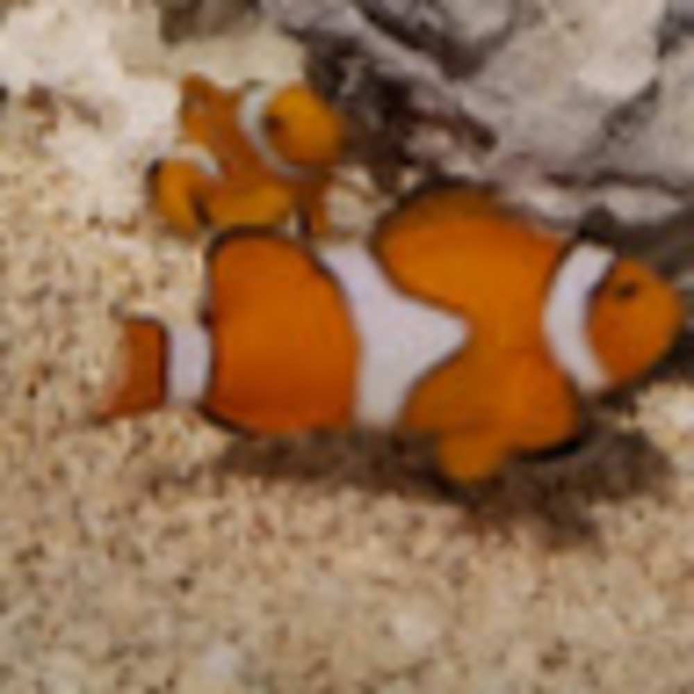 Meet your Posher, Anne